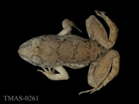 藏品(澤蛙)的圖片